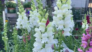 Snapdragon “Potomac White Improved “