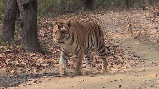 पट्टावाला टाईगर | मुक्की जोन | Kanha tiger | wonderful tiger sighting #video #wildlifesanctuary