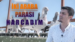 İKİ ARABA PARASI HARCADIM: KALİTELİ FİLO GÜVERCİNLERİ - GÜLEROĞLU MEHMET(ANTALYA)