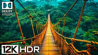 The ULTIMATE 12K HDR 120FPS Dolby Vision Footage You'll Ever See [BGM]