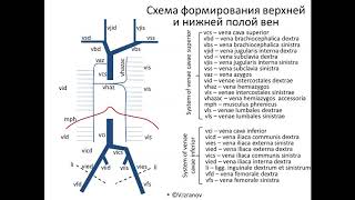 Анимированная схема венозного русла организма