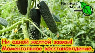 Пару капель на ведро и Огурцов нарастает Тонна! Даже пожелтевшие снова позеленеют и заплодоносят!