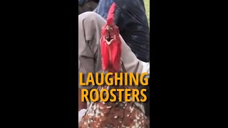 🐓 Roosters Laughing Like Humans - Funny Crowing Roosters 🐓