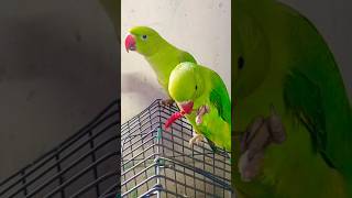 #mirchi#chilli#parrots#parrot #eating#spicy#talkingparrot #shortsfeed#trendingshorts#shorts#reels#yt