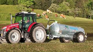 Weide mulchen & güllen, Massey Ferguson 5430, Bauer Güllefass, Pflanzenkohle, Müthing Mulcher, cows