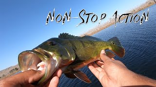 Catching DREAM Fish EVERY CAST (Wade Fishing Florida Everglades)