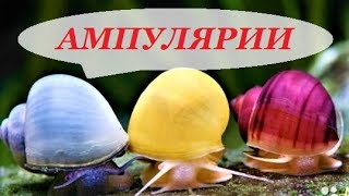 Ампулярии. Размножение, уход, содержание, чем кормить, как откладывает икру. Улитки в аквариуме.