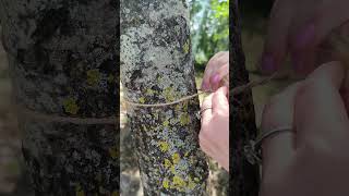 GIRL Figured Out How To Dry Clothes In The Forest!👗🌞#camping #survival #bushcraft #outdoors