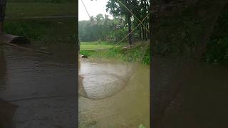 বৃষ্টিতে গ্রামে টানা জাল দিয়ে মাছ ধরা     #shorts #fishing #fish