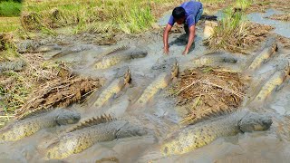 Wow amazing! go to fishing in rice field. a fisherman skill catch fish a lots in field by hand