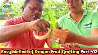 How to do the Grafting on Dragon Fruit Plants||PART 2 #dragonfruitplant #pitaya