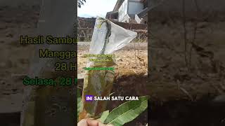 Hasil Sambung Pucuk Mangga Madu. #floresntt #ntt #adonara #sambungpucuk #sambungpucukmangga