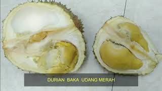 Dalam Dusun Buah-buahan, Kg Lembah Arang.