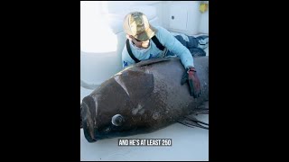 Caught Monster Big Fish in Sea || Fishing || Big Fishing Video