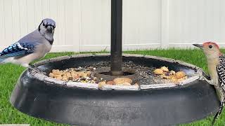 Blue Jay, despite multiple interruptions, searches for second peanut to complement his perfect first