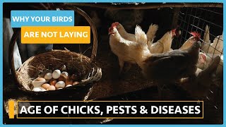 Why my birds are not Laying (Lesson 2) - What other factors play a role