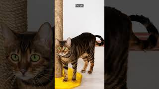 Kucing Jinak Mirip Harimau | TOYGER