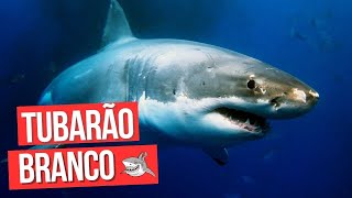 CONHEÇA MAIS SOBRE O TUBARÃO BRANCO #animais #tubarão