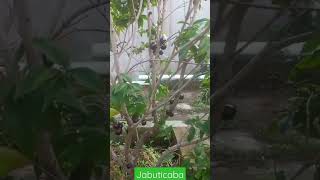 Natureza - Jabuticaba