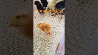 #chicken #egg #poultry #bird #animals #livestock #farm #farming #hobby #diy #creative