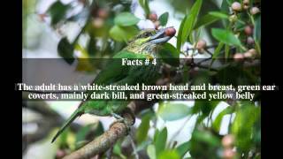 Green-eared barbet Top # 5 Facts