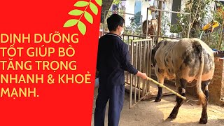 Dinh Dưỡng Tốt Giúp Trâu Bò Tăng Trọng Nhanh & Khoẻ Mạnh.