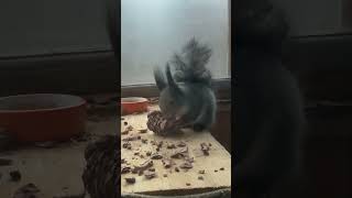 Добыла кедровую шишку 🤤 #squirrel #funny #love