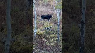 Found some moose while our hunting!! #hunting #archery #bowhunting #moose#nature