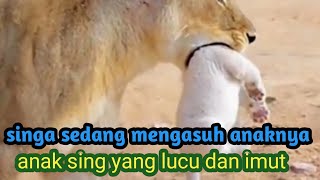 Fakta unik singa mengasuh anaknya@faktaunik418