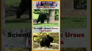 Asian black 🐻 🐻🐻🐻 Bear #bear #animals #viral  #shorts #videoshort #shortsfeed  #nanduram🌷#trending