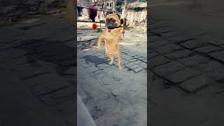 dog 🐕 funny # dance 😂 viral # video 📷 trending # short 🙏