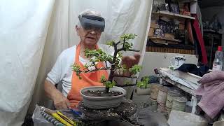 Bonsai con Crasa