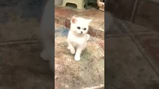 Cute Cat | Beautiful eyes Cat | Funny Cat