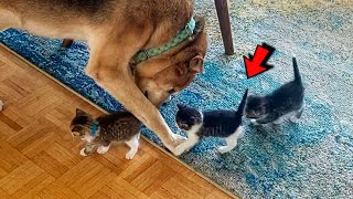 Dog Adopt Tiny Kittens From Street And Raised They Like Own Puppies