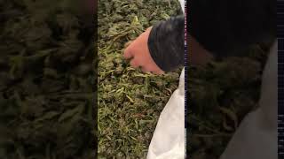 CBG SMOKEABLE FLOWER OCT 1 2019