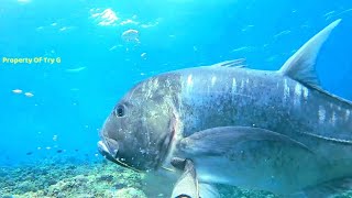 SPOT BARAKUDA DAN BOBARA DI TANJUNG ZUKY