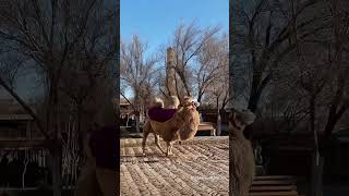 Mini Vlog - 04 🕌 Khiva Uzbekistan || Historical City Of Uzbekistan Xiva || Short Aesthetic Video