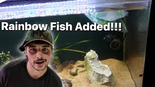 New Fish Added to 100 Gallon Tank