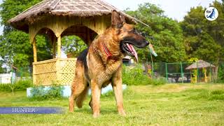 ADOPT ADORABLE SENIOR GERMAN SHEPHERD HUNTER #animals #doglovers #kannananimalwelfare