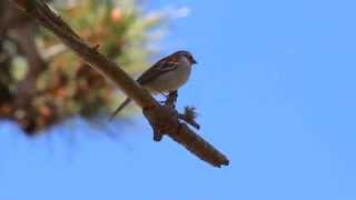 Chipping Sparrow Chipping