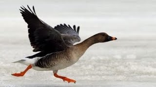 ЧАСТЬ 2. СУПЕР ОХОТА НА ГУСЯ В ЯКУТИИ. Goose hunting in Yakutia. Part 2.