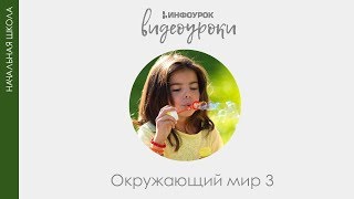 Родина человечества  Как появился человек | Окружающий мир 3 класс #11 | Инфоурок