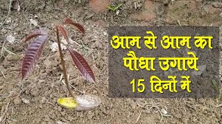 How to grow Mango plant at home form seeds |आम का पौधा बीज से उगाने का सबसे आसान तरीका