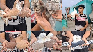 Sale Gole kabra siraji hyderabadi Santinet fancy kabootar persion Cat🕊8368420795🕊Jama Masjid Delhi