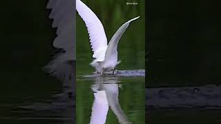 Egret Bird🐦 (Ardea alba)#shorts #youtubeshorts #EgretBird #cutebirds #viral #nature #fishing #egret