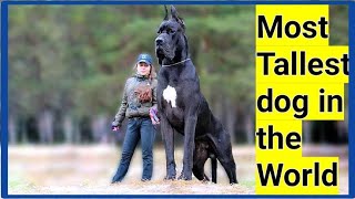 most tallest dog in the world #shorts