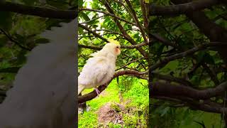 Cute Cockatiel #b4birds #cockatiel #fluffy #cute #cuter #cutest #birds #cockatielbird #goodday