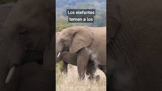 10 DATOS QUE NO SABÍAS SOBRE ANIMALES #animales #curiosidades #shorts