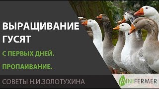 ВЫРАЩИВАНИЕ ГУСЯТ С ПЕРВЫХ ДНЕЙ. Пропаивание (состав раствора). А также про кокцидиоз, глисты, корм.