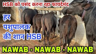 नवाब ने मचाई धूम   देखिए शानदार कट्टियां   See NAWAB'S Daughters at Farmer House   Unstoppable Nawab